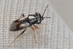 Geocoris lineolus