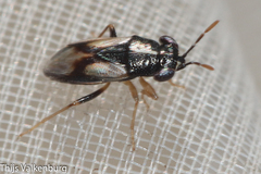 Geocoris lineolus