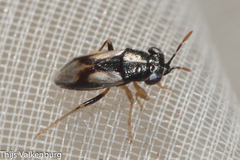Geocoris lineolus