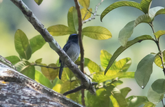 Niltava macgrigoriae