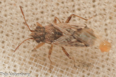 Nysius