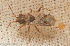 Nysius