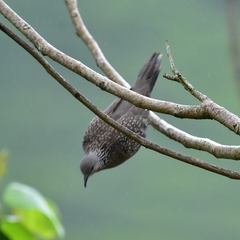 Streptopelia chinensis
