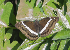 Bassarona teuta