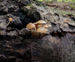 Psilocybe caerulipes