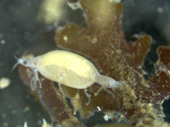 Gnathia maxillaris