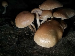 Psilocybe caerulipes