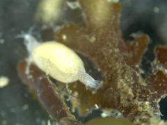 Gnathia maxillaris