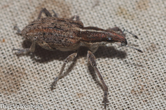 Charagmus gressorius