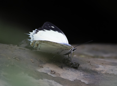 Polyura delphis