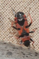 Horvathiolus guttatus
