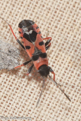 Horvathiolus guttatus
