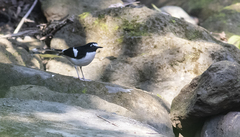 Enicurus immaculatus