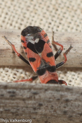 Horvathiolus guttatus