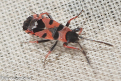 Horvathiolus guttatus