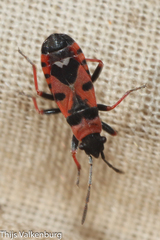 Horvathiolus guttatus