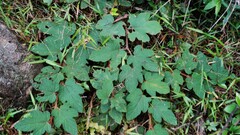 Rubus reflexus