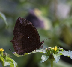 Elymnias hypermnestra