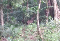 Odocoileus virginianus image