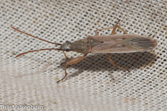 Paromius gracilis