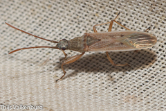 Paromius gracilis