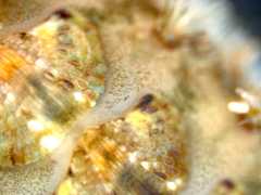 Acanthochitona crinita