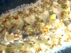 Acanthochitona crinita