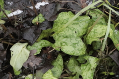 Pulmonaria officinalis