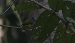 Culicicapa ceylonensis