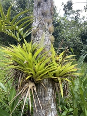 Guzmania monostachia