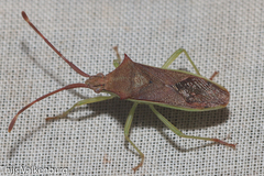 Plinachtus imitator