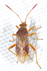 Rhopalus maculatus