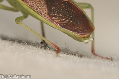 Plinachtus imitator
