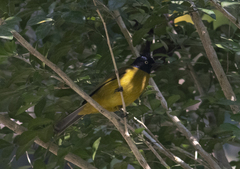 Rubigula flaviventris
