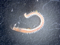 Platynereis dumerilii