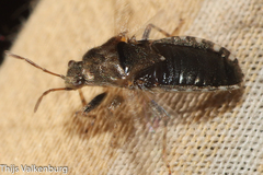 Heterogaster urticae