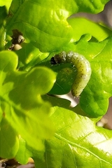 Tortrix viridana