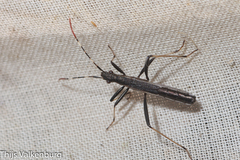 Micrelytra fossularum