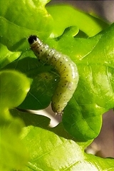 Tortrix viridana