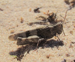 Oedipoda caerulescens