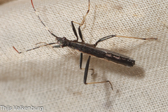 Micrelytra fossularum