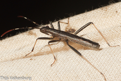 Micrelytra fossularum