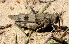 Oedipoda caerulescens