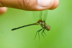 Dythemis sterilis