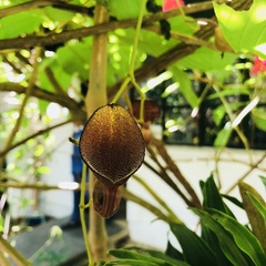Aristolochia maxima