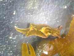 Elysia viridis