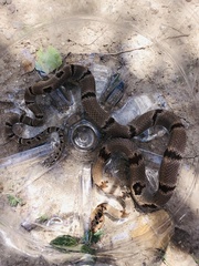 Trimorphodon vilkinsonii