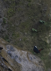 Phoenicurus leucocephalus