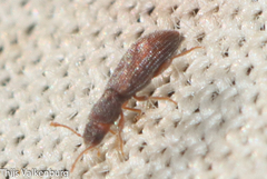 Berginus tamarisci