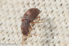 Berginus tamarisci